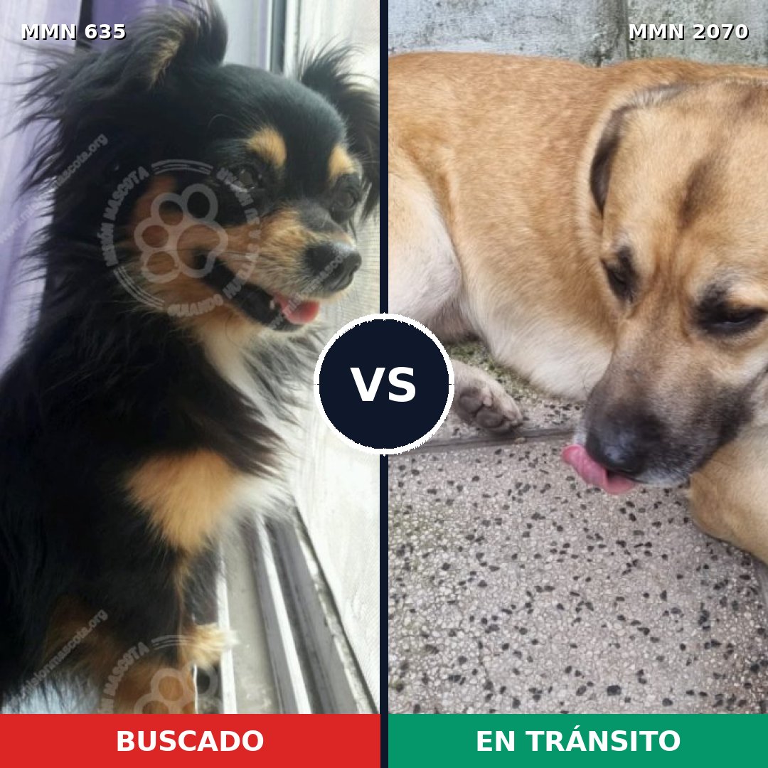 Comparativa MMS 54906: mascota perdida y mascota encontrada, 26% de similitud