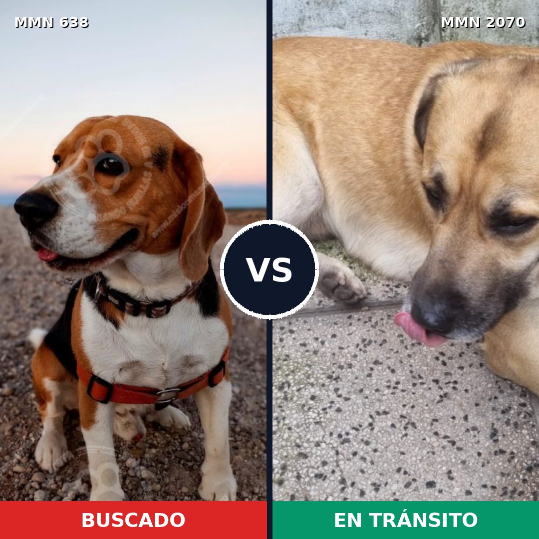 Comparativa MMS 54907: mascota perdida y mascota encontrada, 31% de similitud