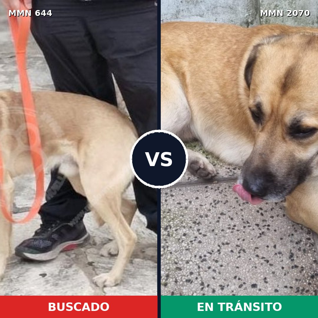 Comparativa MMS 54908: mascota perdida y mascota encontrada, 82% de similitud