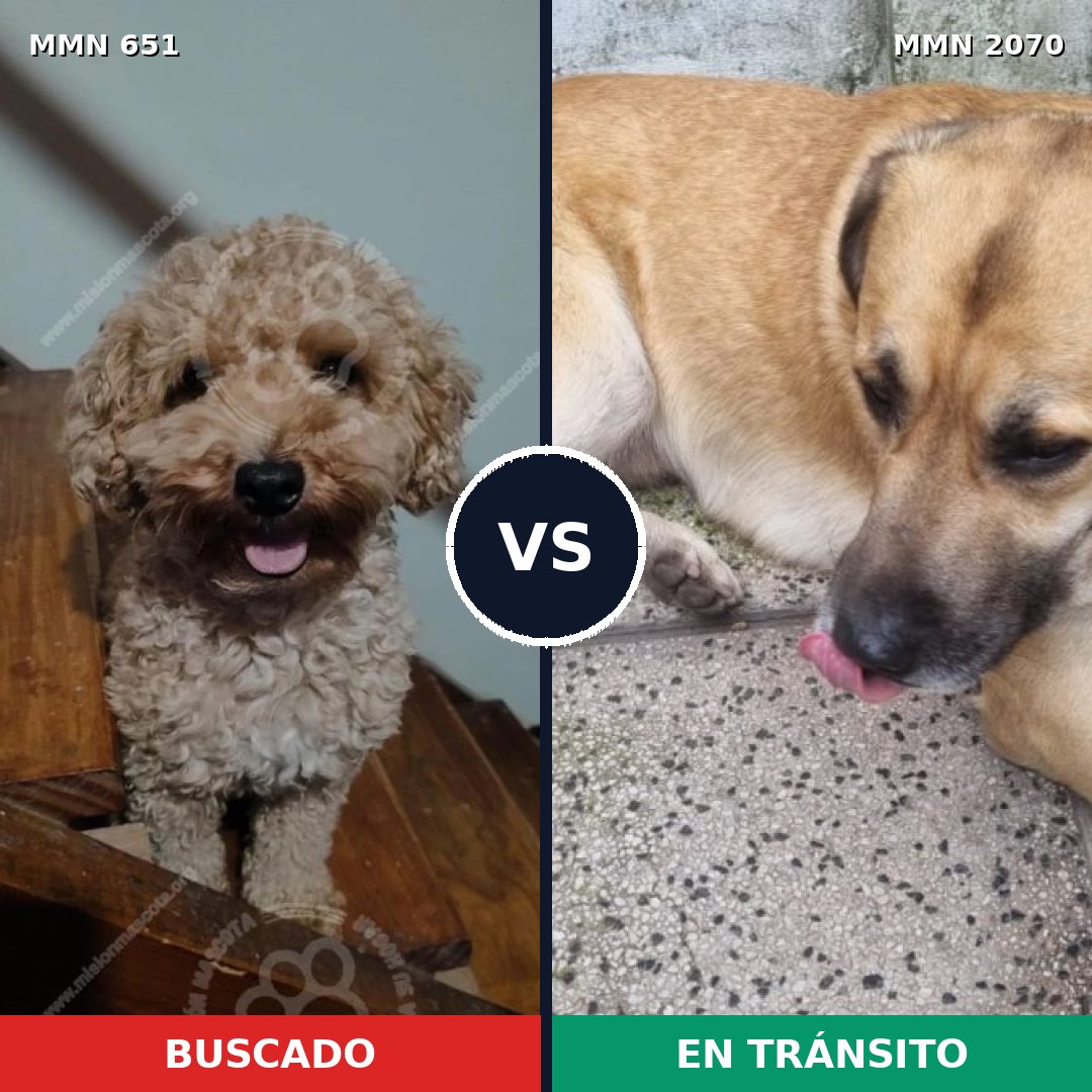 Comparativa MMS 54909: mascota perdida y mascota encontrada, 35% de similitud