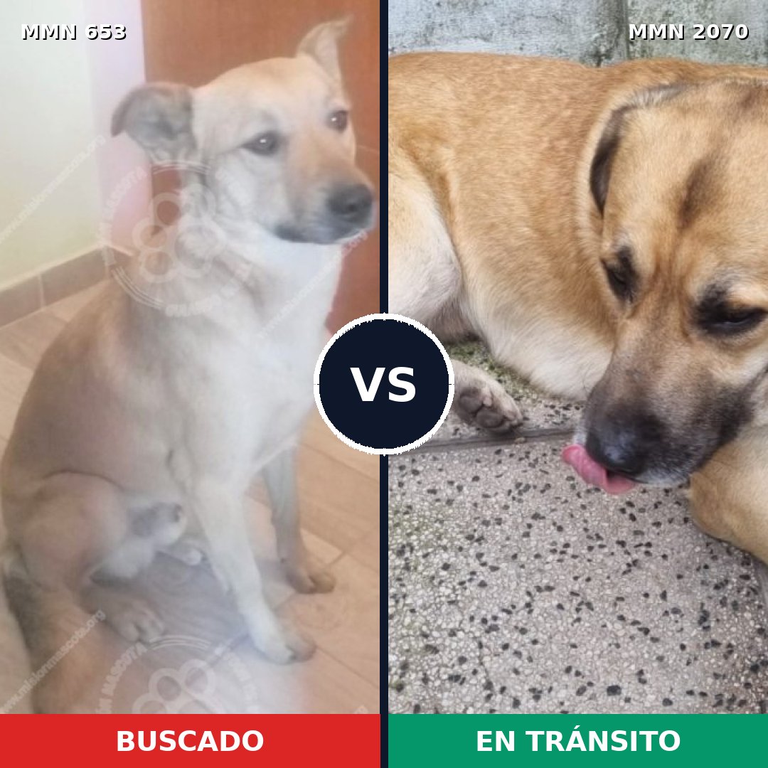 Comparativa MMS 54910: mascota perdida y mascota encontrada, 80% de similitud