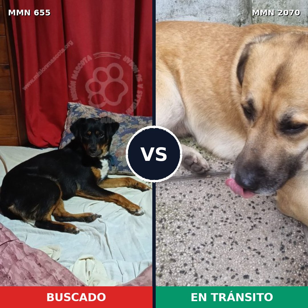 Comparativa MMS 54911: mascota perdida y mascota encontrada, 54% de similitud