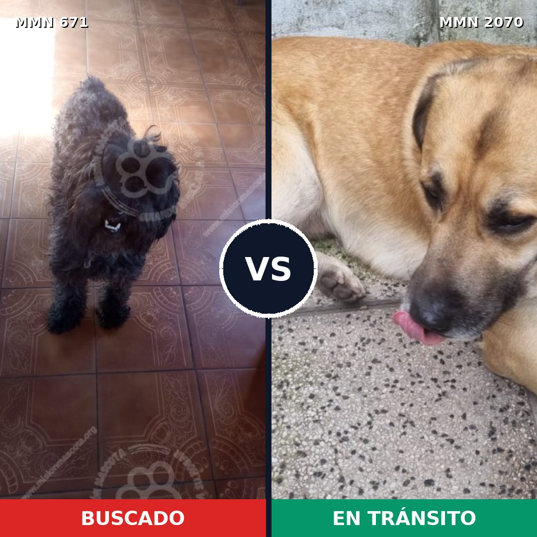 Comparativa MMS 54912: mascota perdida y mascota encontrada, 29% de similitud