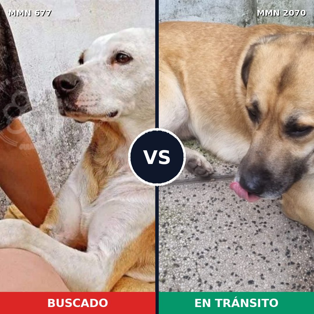 Comparativa MMS 54913: mascota perdida y mascota encontrada, 71% de similitud