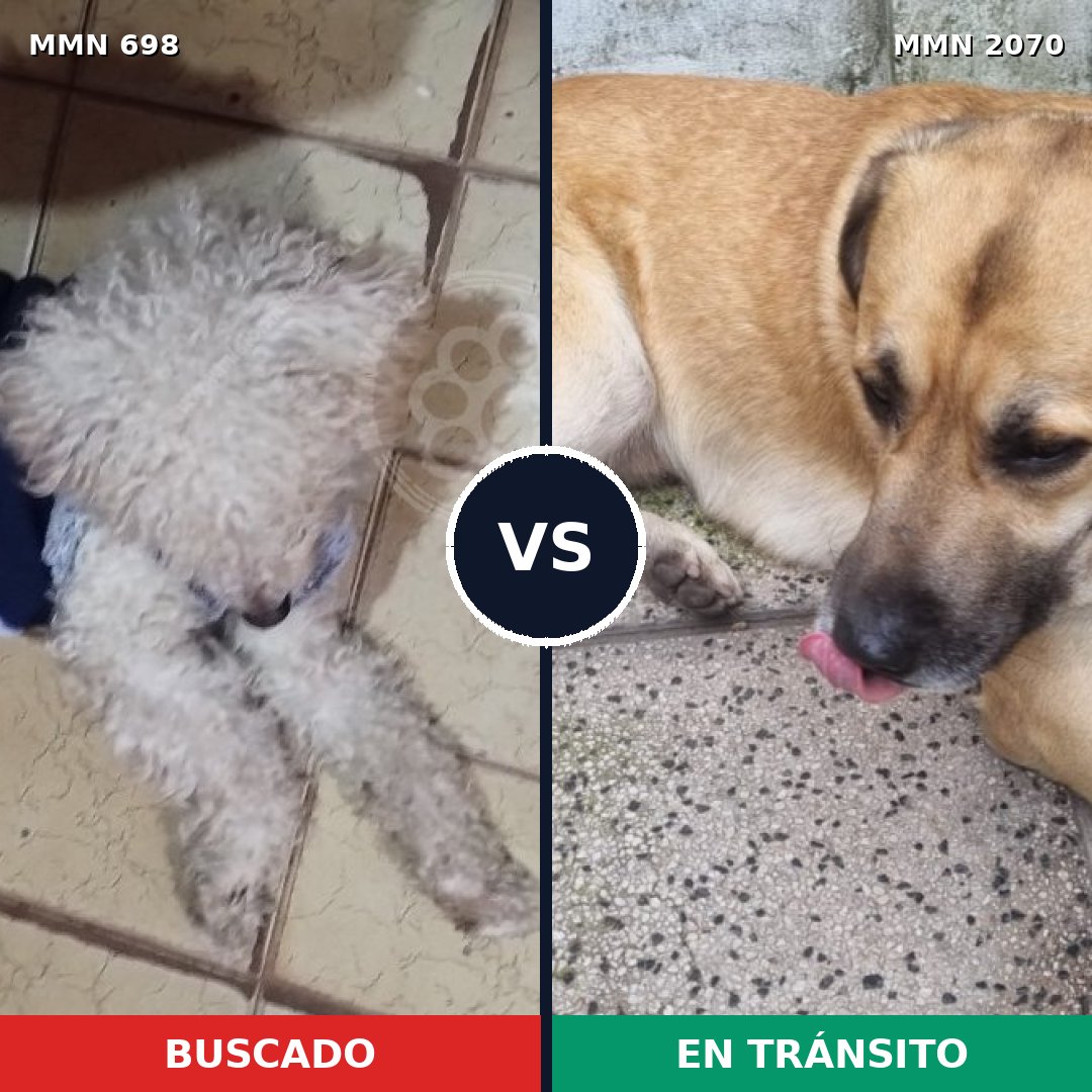Comparativa MMS 54914: mascota perdida y mascota encontrada, 46% de similitud