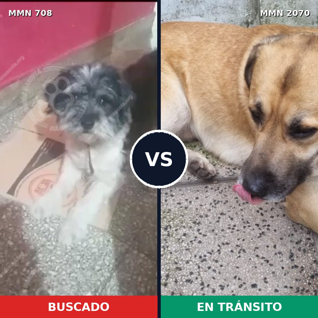 Comparativa MMS 54915: mascota perdida y mascota encontrada, 42% de similitud