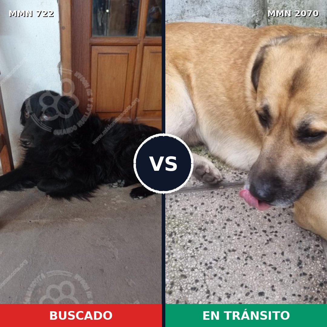 Comparativa MMS 54917: mascota perdida y mascota encontrada, 40% de similitud