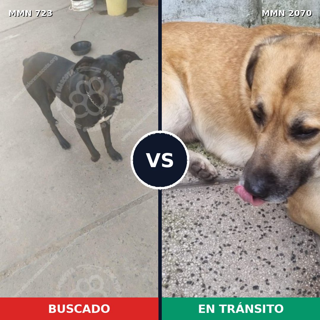 Comparativa MMS 54918: mascota perdida y mascota encontrada, 54% de similitud