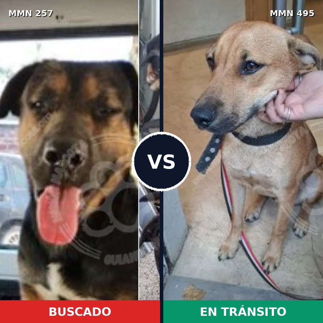 Comparativa MMS 5492: mascota perdida y mascota encontrada, 10% de similitud