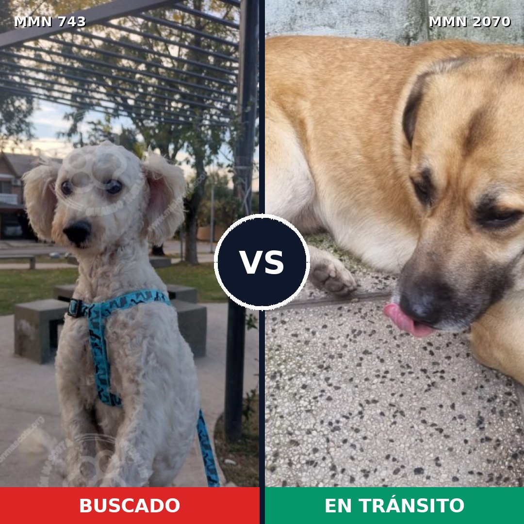 Comparativa MMS 54921: mascota perdida y mascota encontrada, 55% de similitud