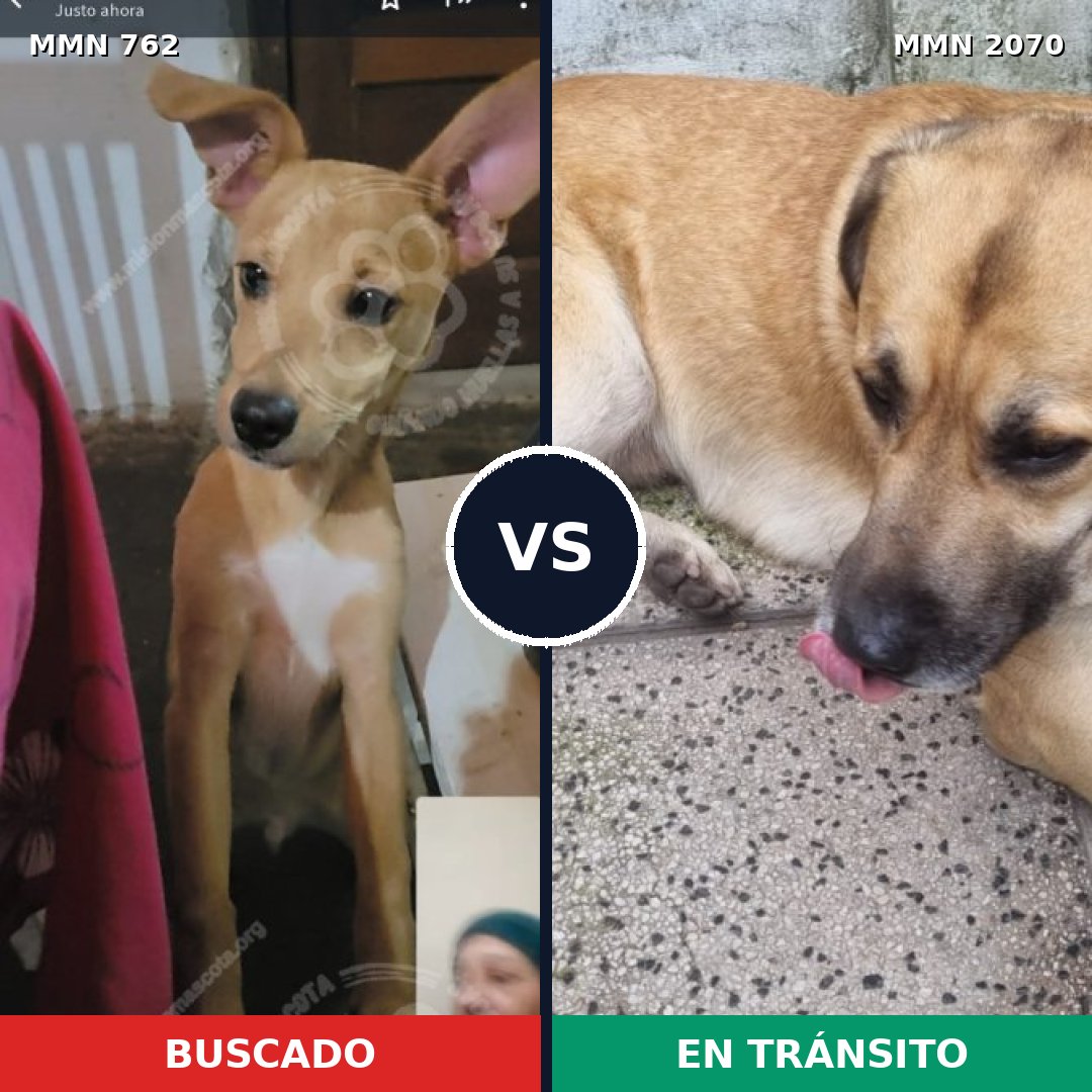 Comparativa MMS 54923: mascota perdida y mascota encontrada, 83% de similitud