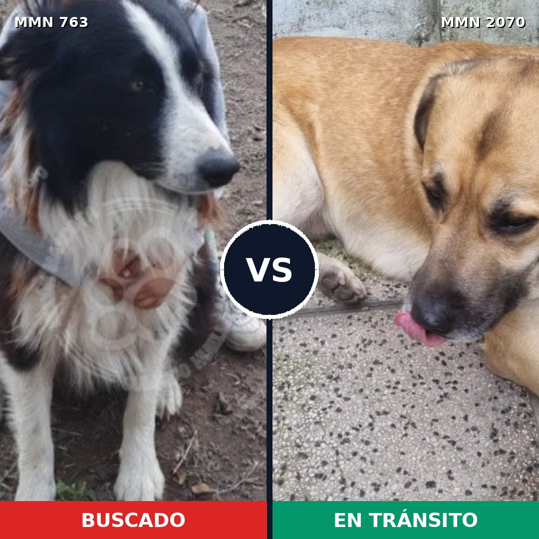 Comparativa MMS 54924: mascota perdida y mascota encontrada, 40% de similitud