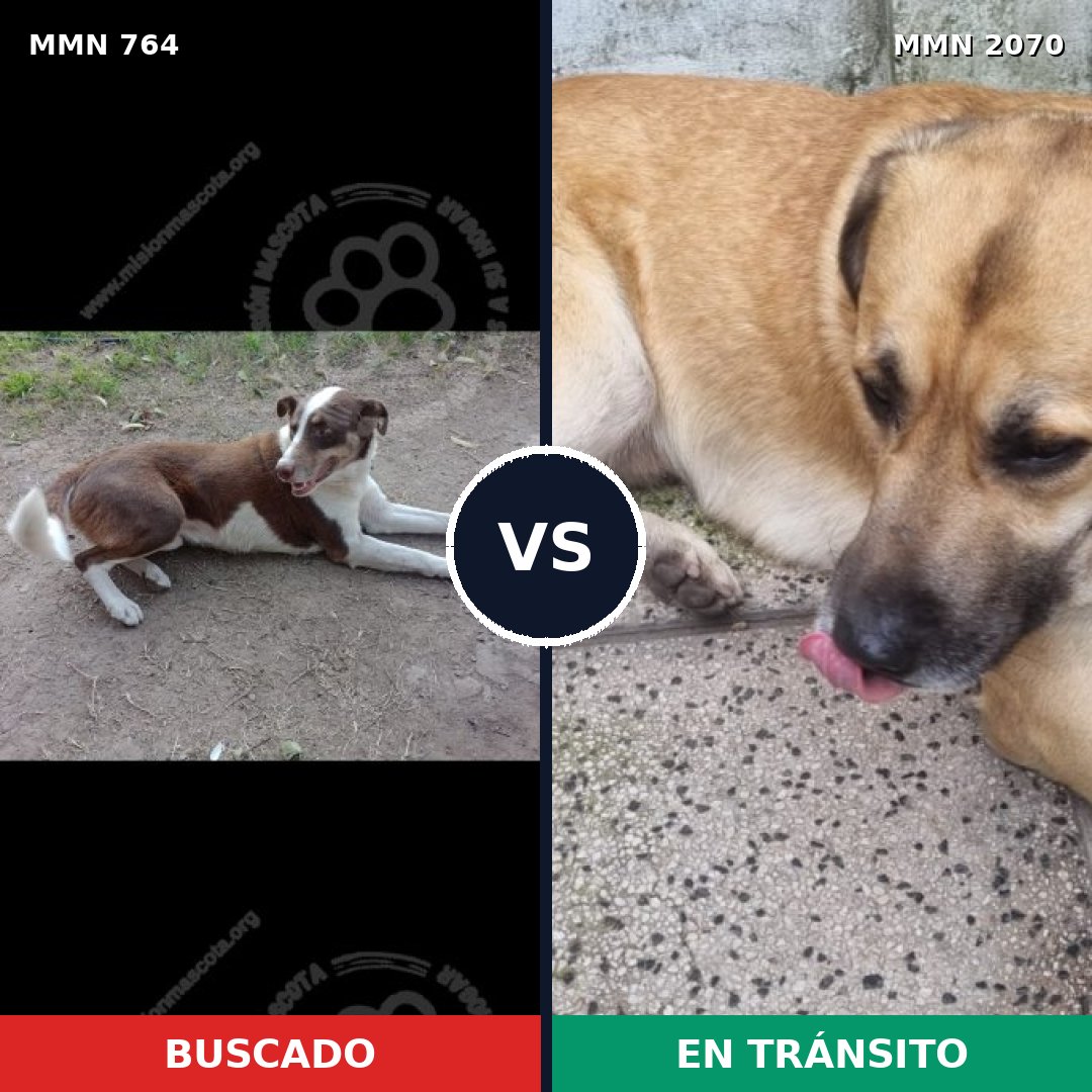 Comparativa MMS 54925: mascota perdida y mascota encontrada, 42% de similitud