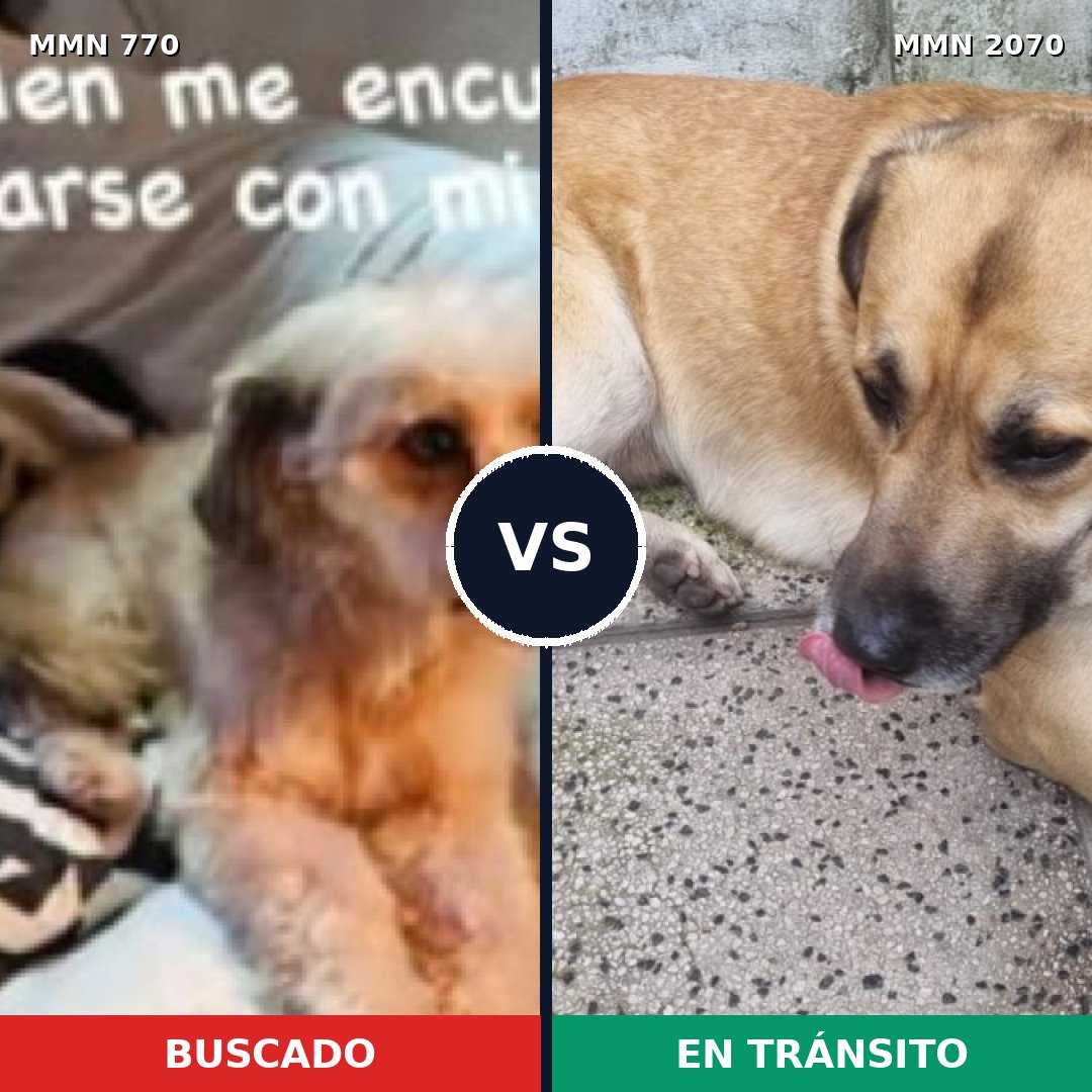 Comparativa MMS 54926: mascota perdida y mascota encontrada, 67% de similitud