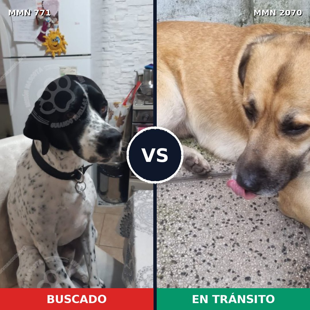 Comparativa MMS 54927: mascota perdida y mascota encontrada, 45% de similitud