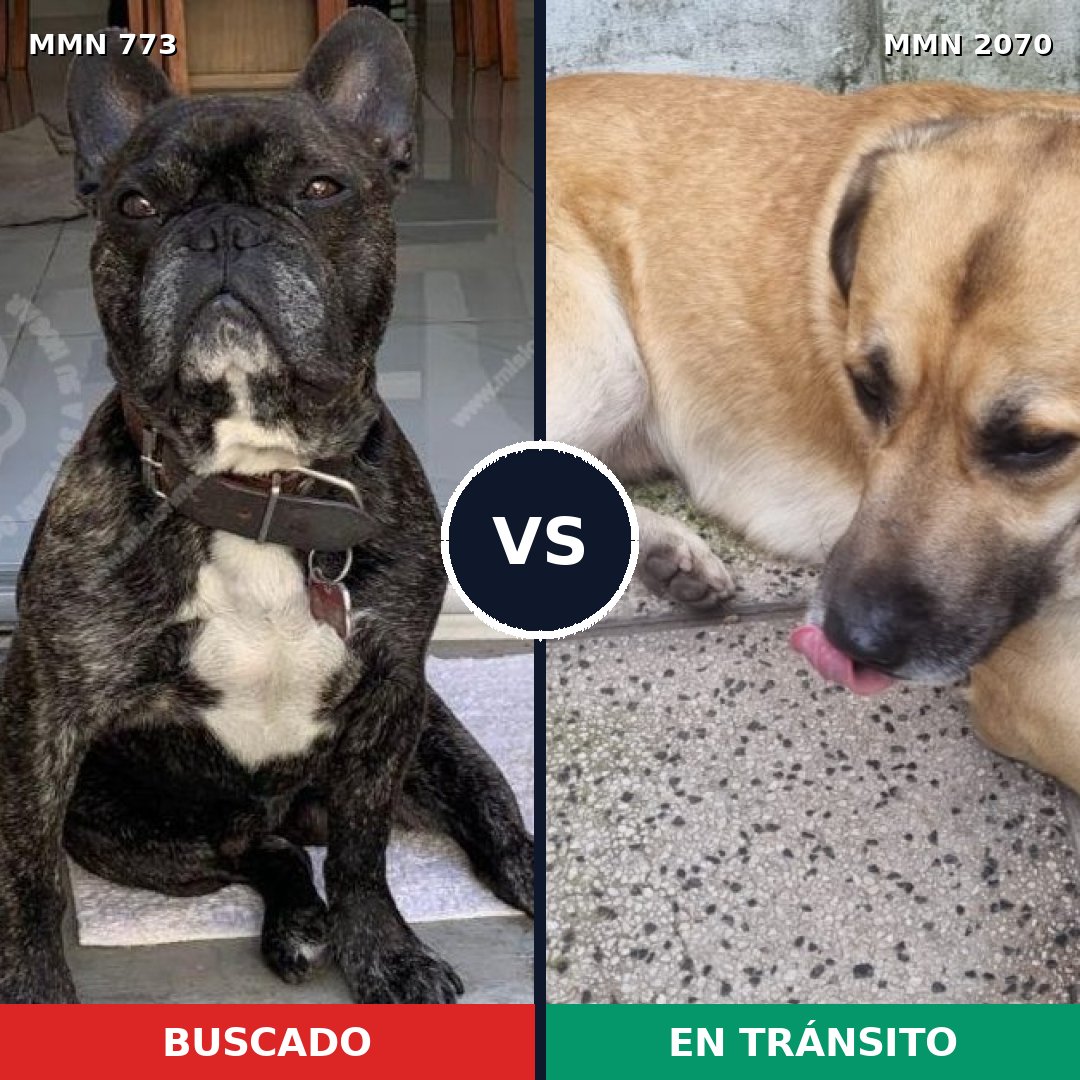 Comparativa MMS 54928: mascota perdida y mascota encontrada, 46% de similitud