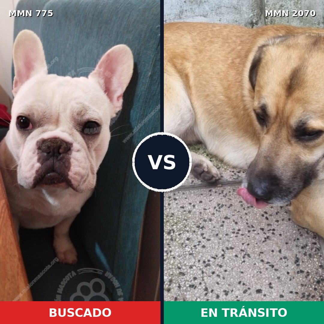 Comparativa MMS 54929: mascota perdida y mascota encontrada, 45% de similitud