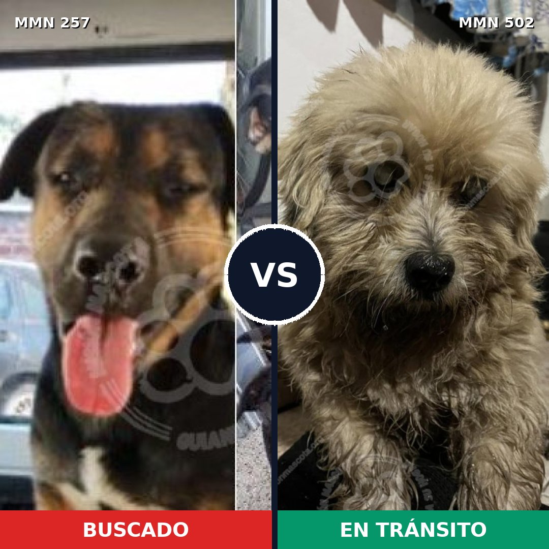 Comparativa MMS 5493: mascota perdida y mascota encontrada, 21% de similitud