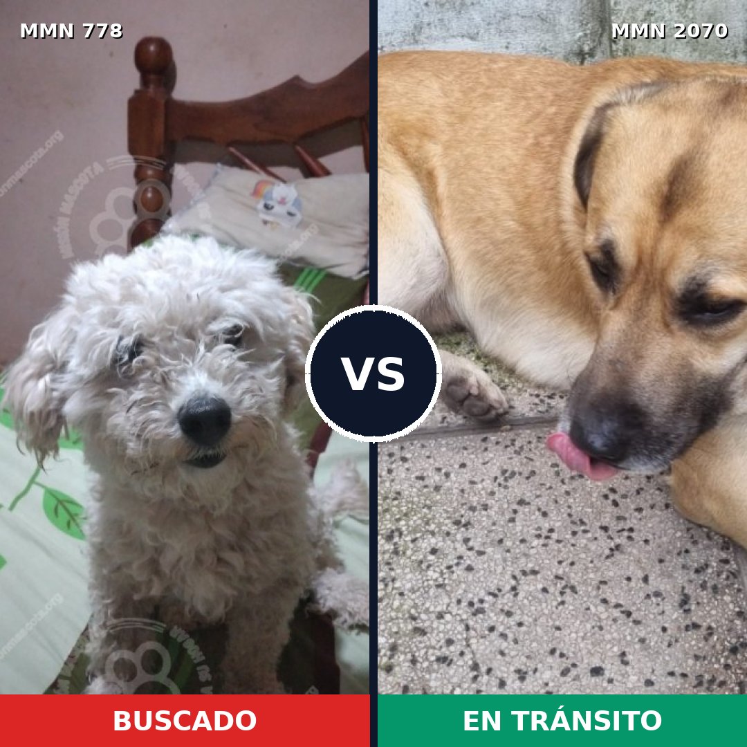 Comparativa MMS 54930: mascota perdida y mascota encontrada, 45% de similitud