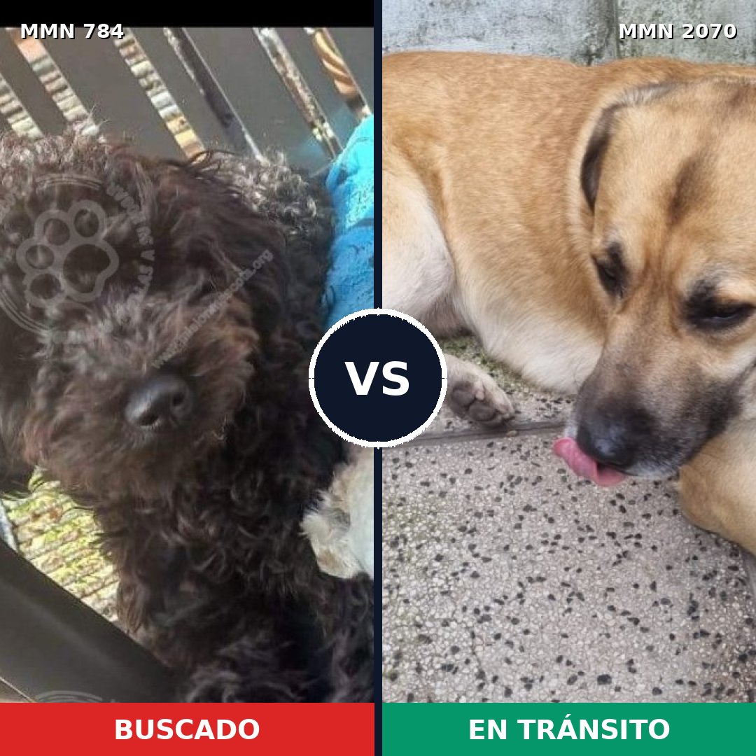 Comparativa MMS 54931: mascota perdida y mascota encontrada, 39% de similitud