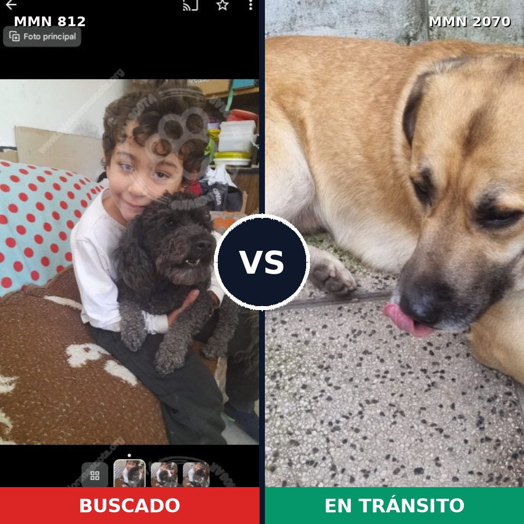Comparativa MMS 54934: mascota perdida y mascota encontrada, 31% de similitud