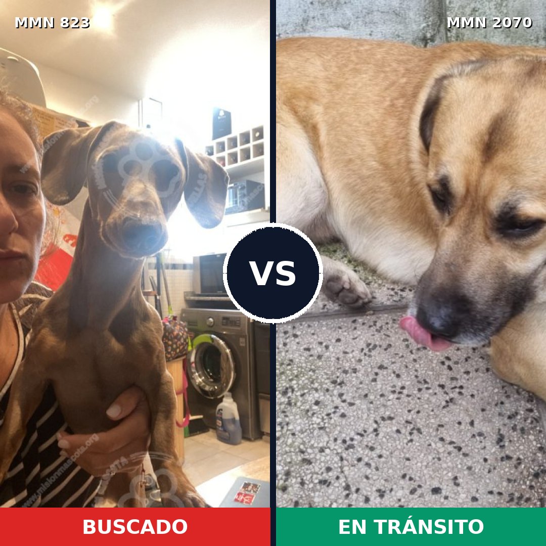 Comparativa MMS 54936: mascota perdida y mascota encontrada, 36% de similitud