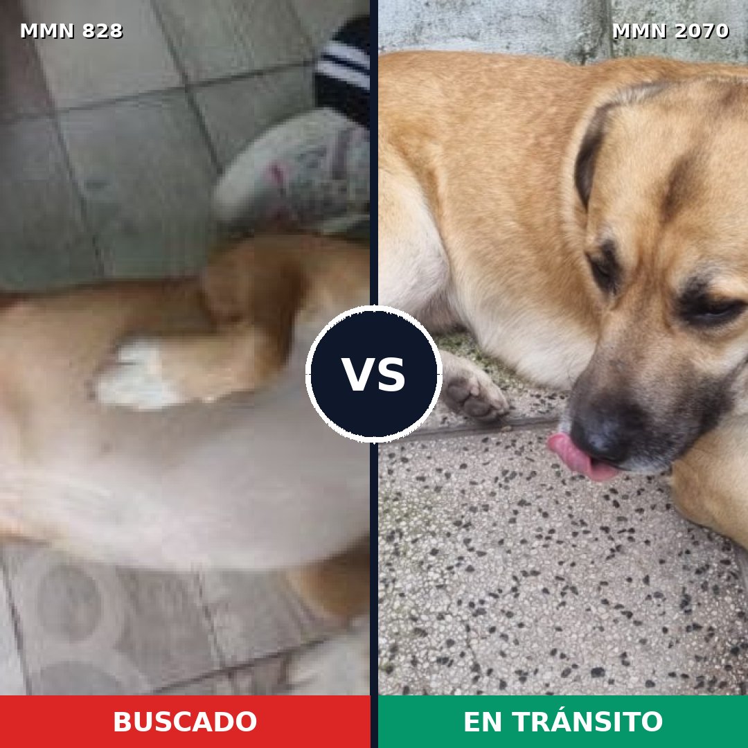 Comparativa MMS 54937: mascota perdida y mascota encontrada, 89% de similitud