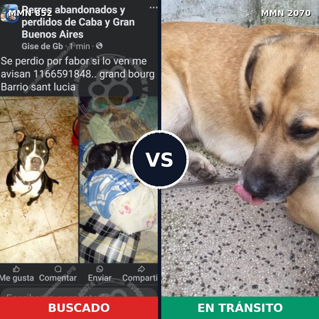 Comparativa MMS 54939: mascota perdida y mascota encontrada, 42% de similitud