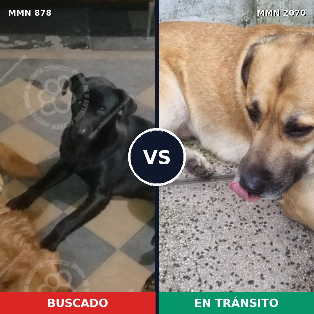 Comparativa MMS 54940: mascota perdida y mascota encontrada, 48% de similitud
