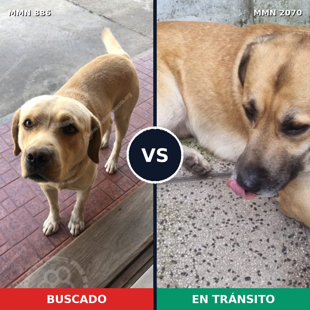 Comparativa MMS 54941: mascota perdida y mascota encontrada, 44% de similitud