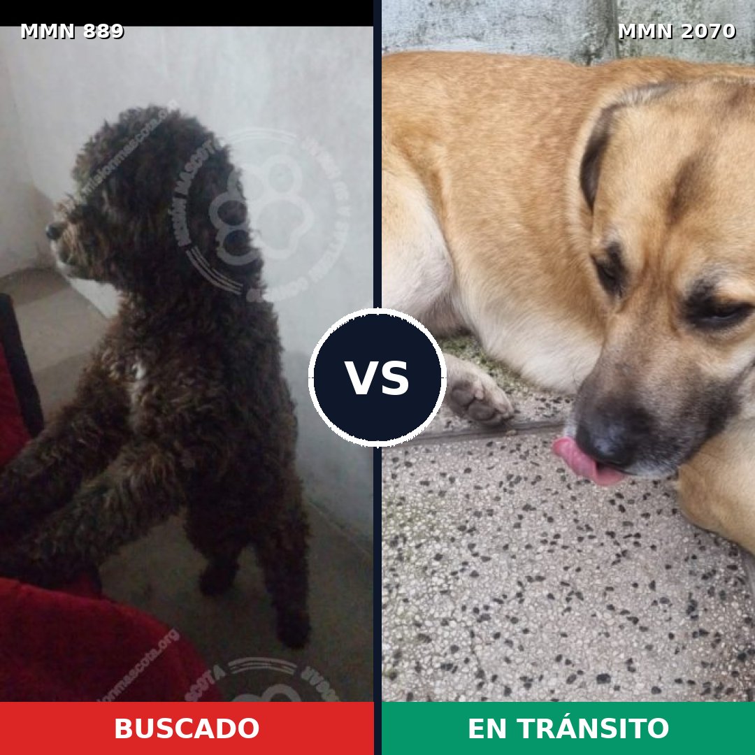 Comparativa MMS 54942: mascota perdida y mascota encontrada, 41% de similitud