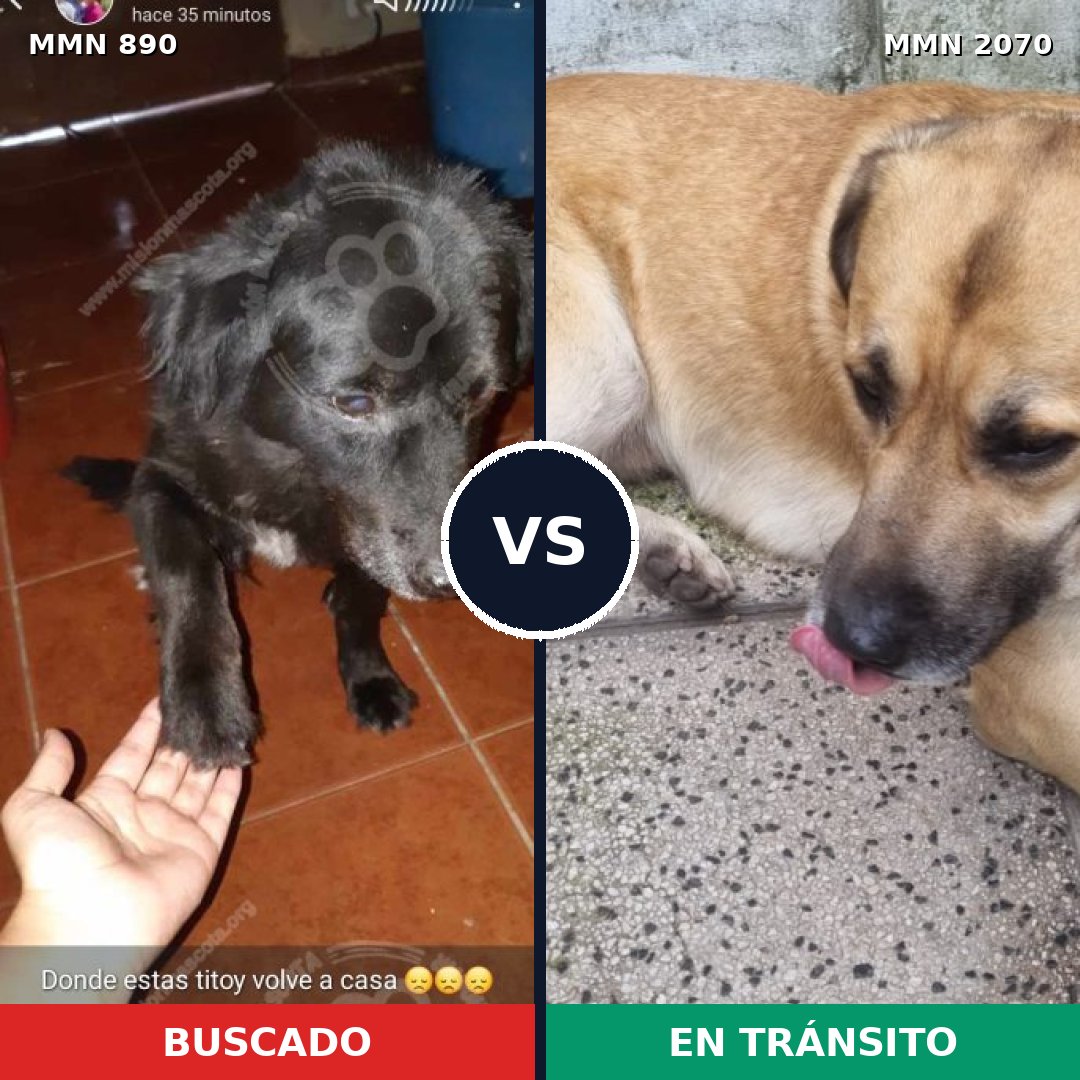 Comparativa MMS 54943: mascota perdida y mascota encontrada, 41% de similitud