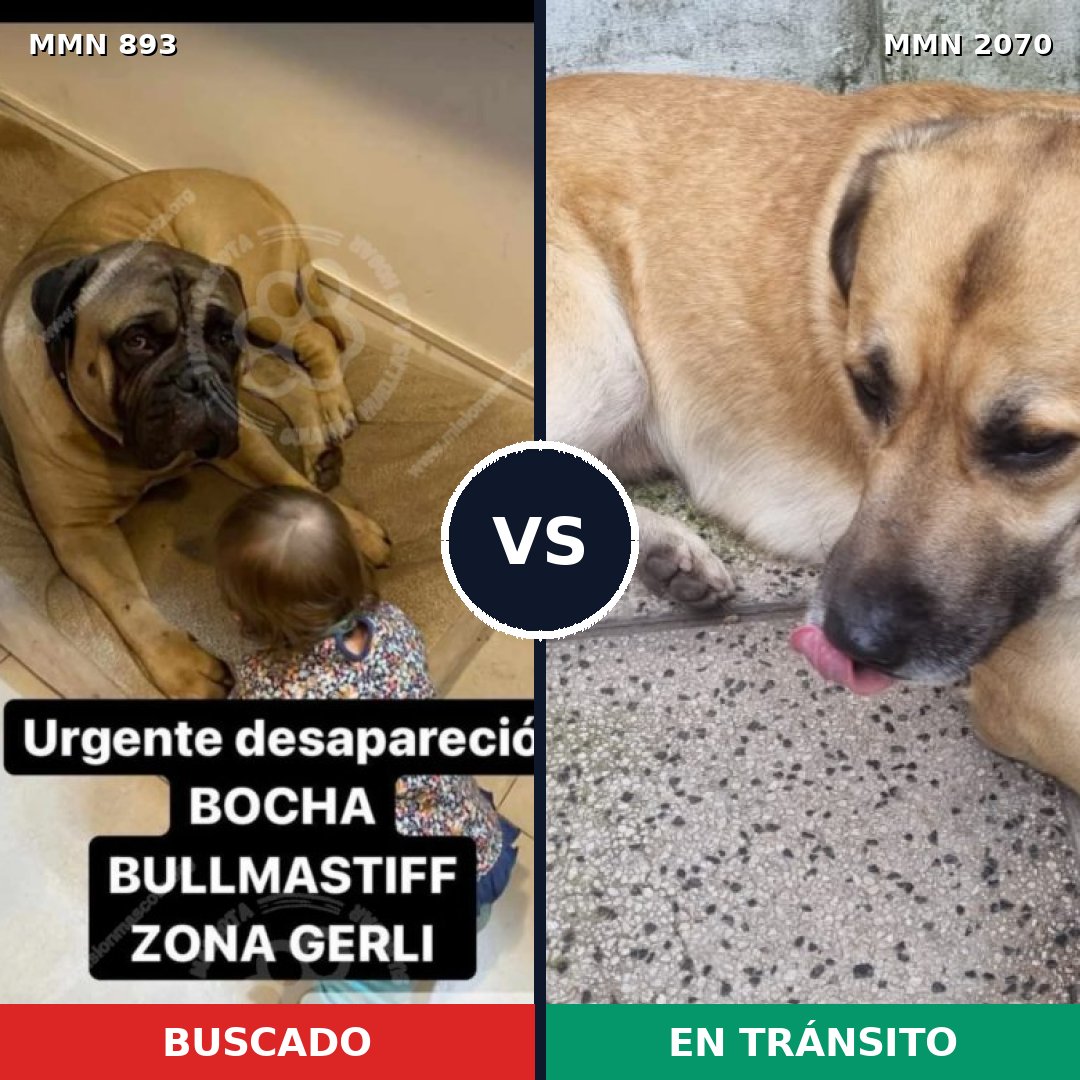 Comparativa MMS 54944: mascota perdida y mascota encontrada, 34% de similitud