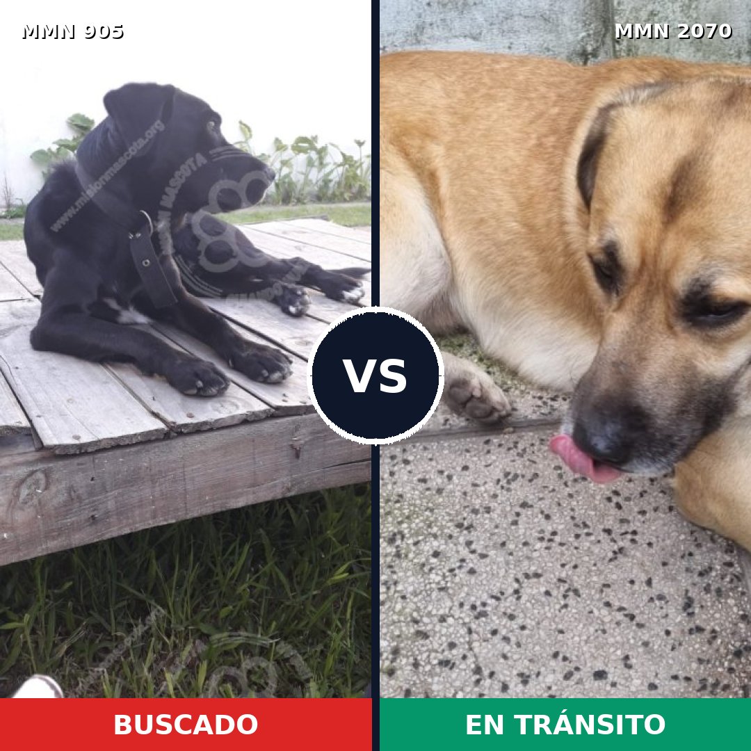 Comparativa MMS 54945: mascota perdida y mascota encontrada, 77% de similitud