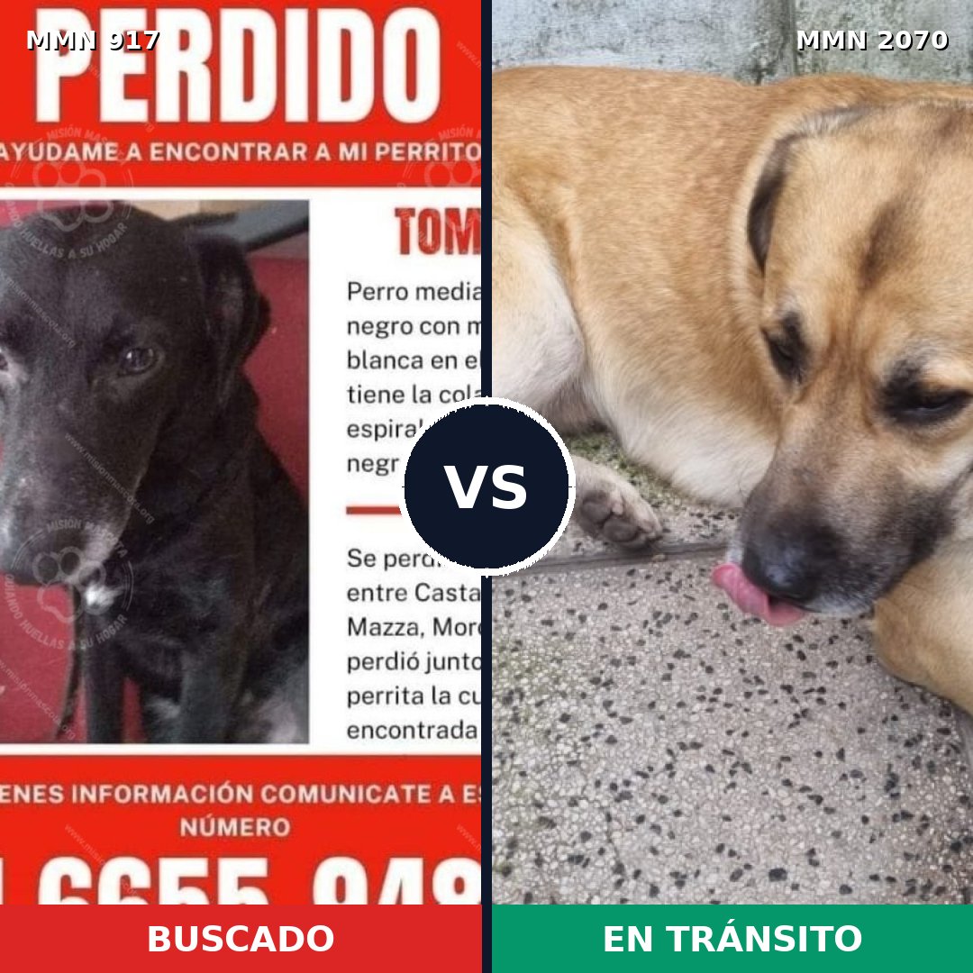 Comparativa MMS 54946: mascota perdida y mascota encontrada, 52% de similitud