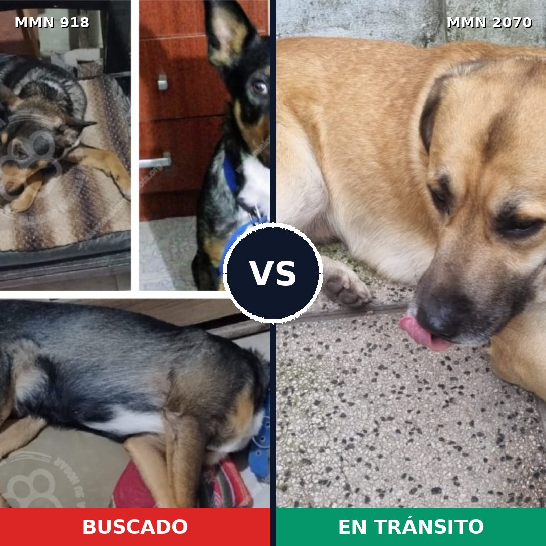 Comparativa MMS 54947: mascota perdida y mascota encontrada, 47% de similitud