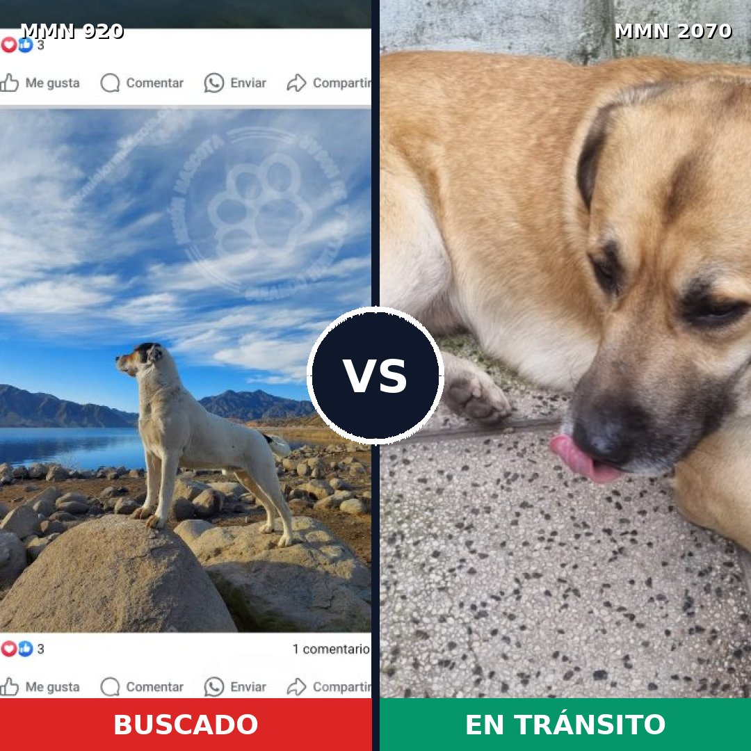 Comparativa MMS 54948: mascota perdida y mascota encontrada, 25% de similitud
