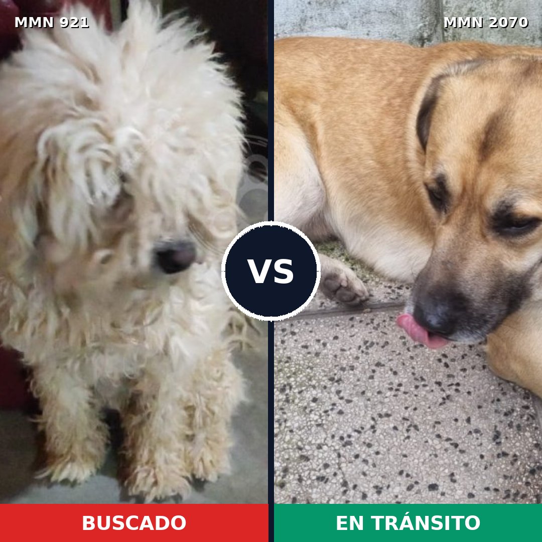 Comparativa MMS 54949: mascota perdida y mascota encontrada, 35% de similitud