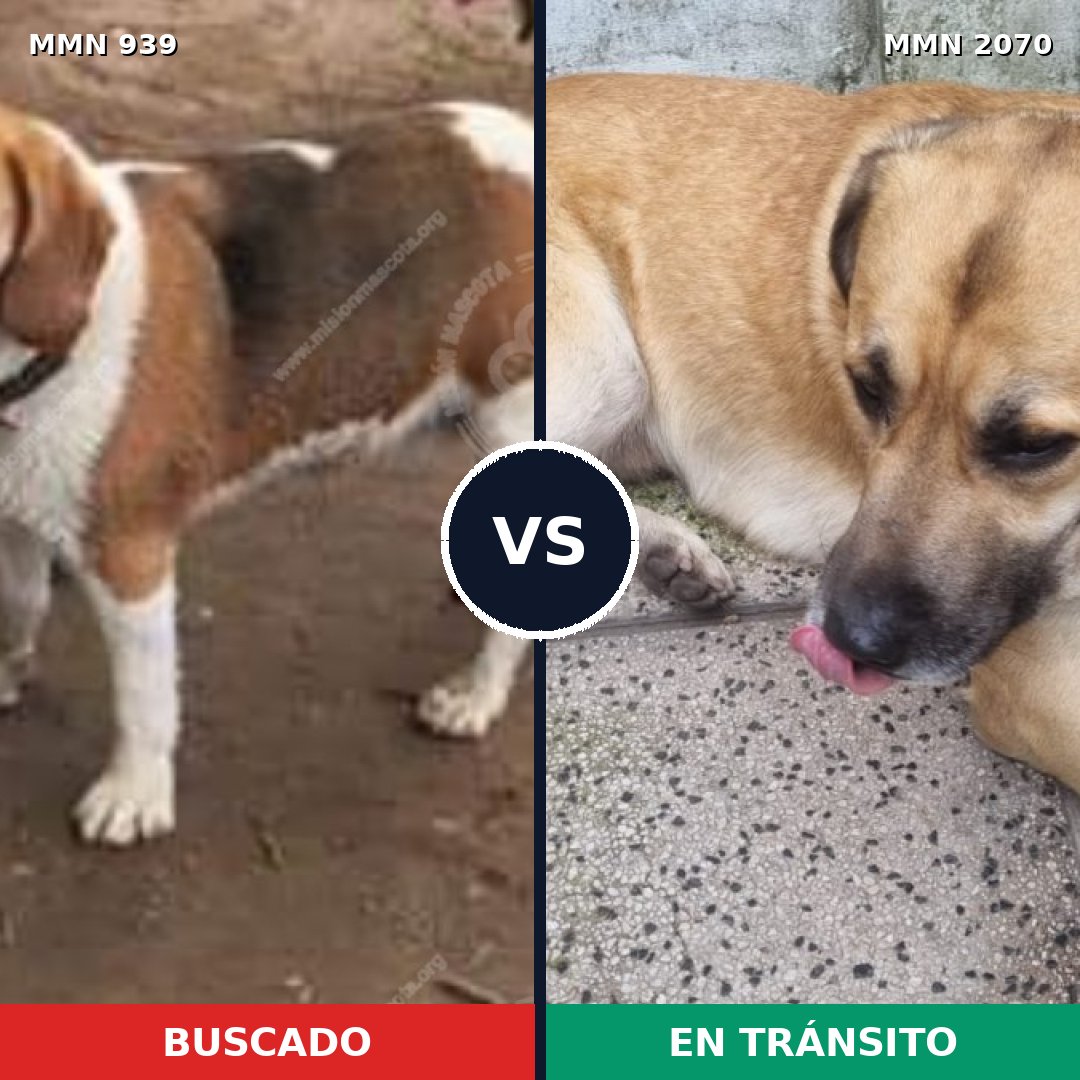 Comparativa MMS 54950: mascota perdida y mascota encontrada, 46% de similitud