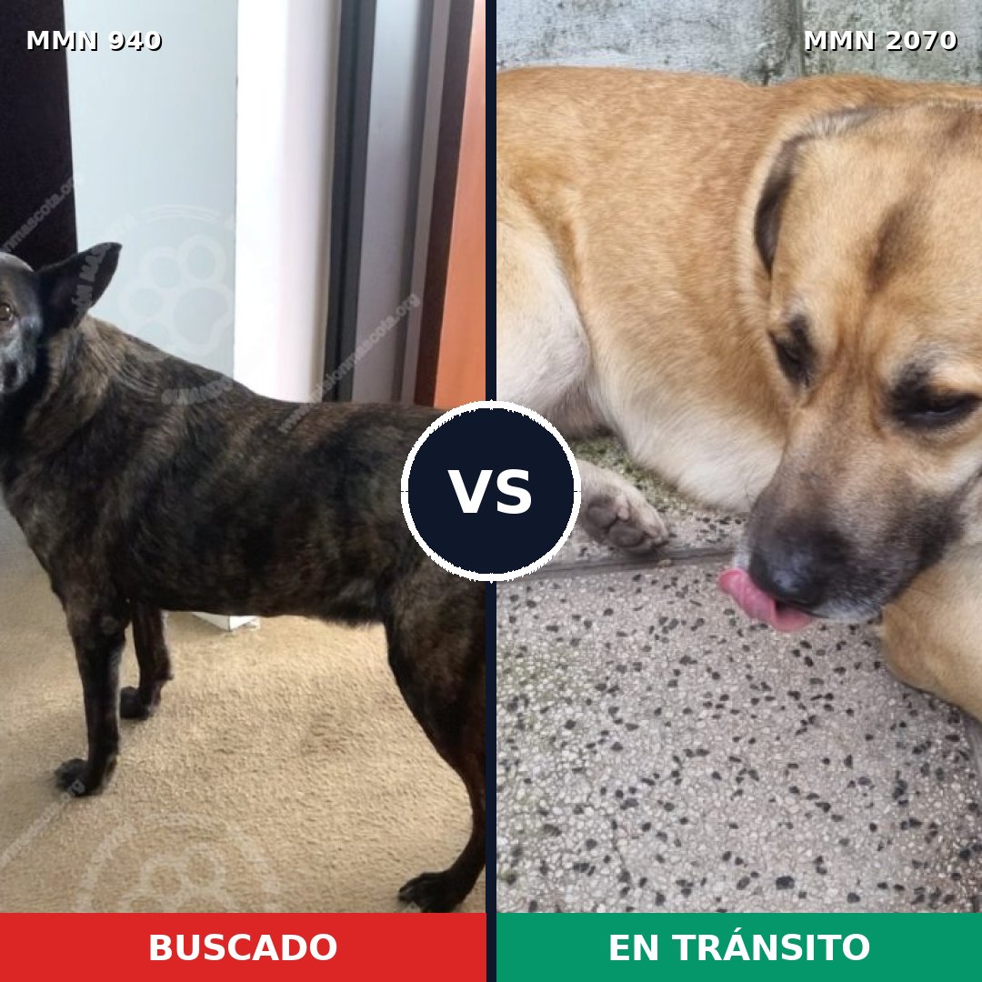 Comparativa MMS 54951: mascota perdida y mascota encontrada, 53% de similitud