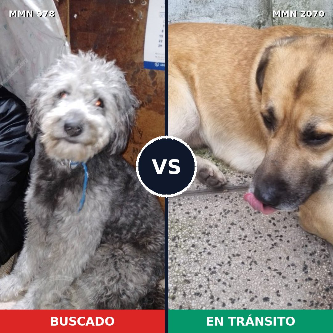 Comparativa MMS 54955: mascota perdida y mascota encontrada, 50% de similitud
