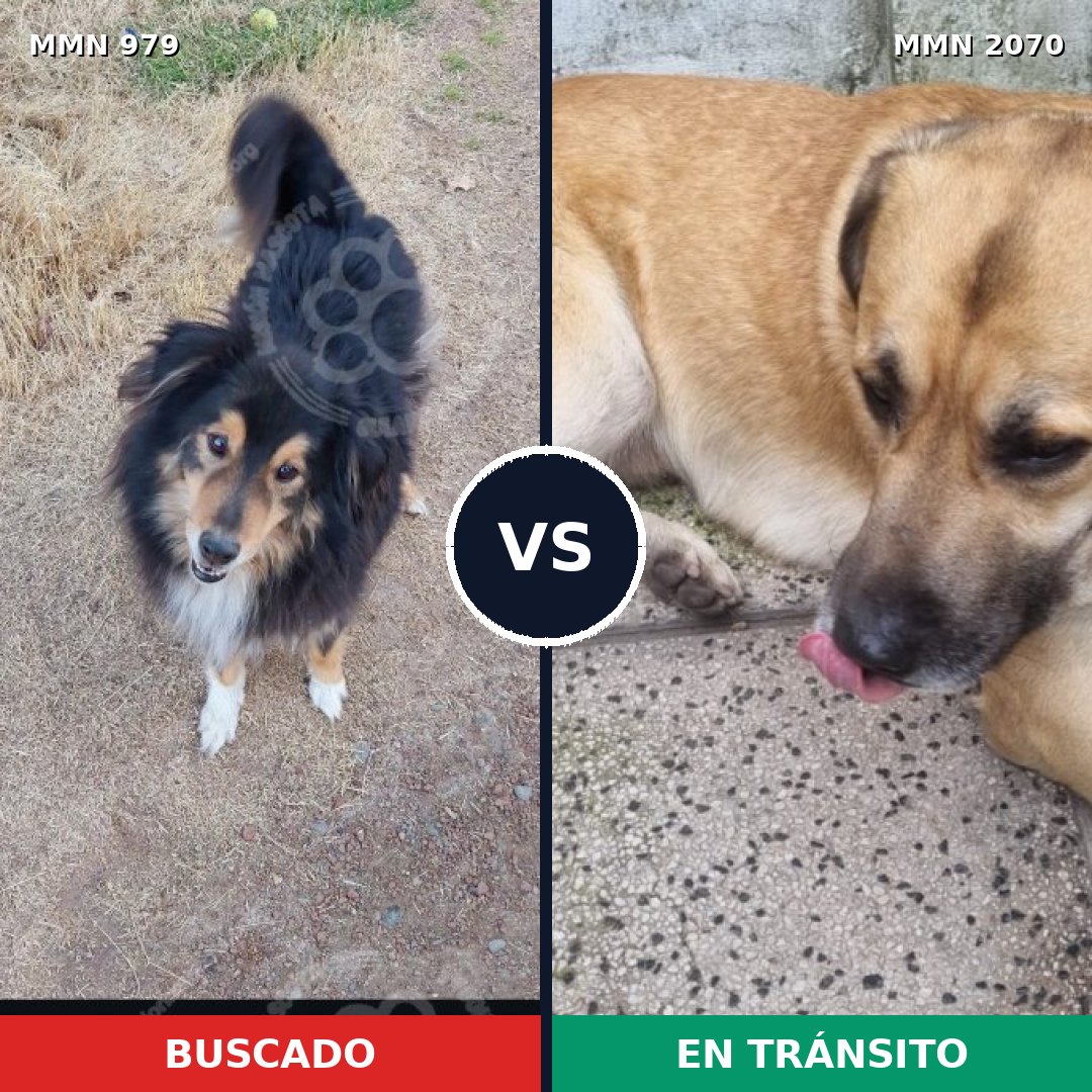 Comparativa MMS 54956: mascota perdida y mascota encontrada, 40% de similitud