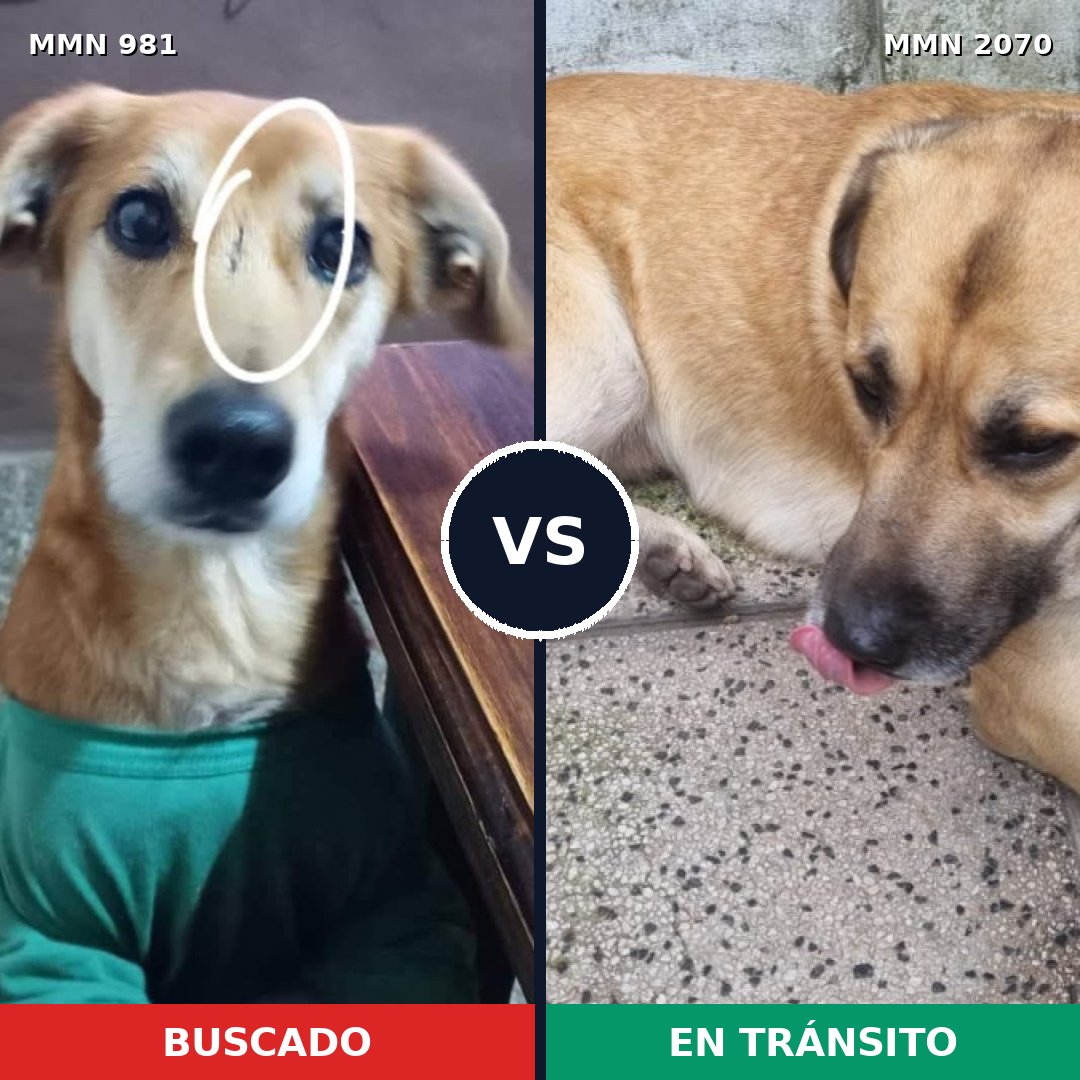 Comparativa MMS 54957: mascota perdida y mascota encontrada, 78% de similitud