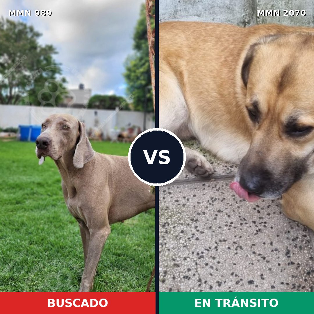 Comparativa MMS 54958: mascota perdida y mascota encontrada, 40% de similitud