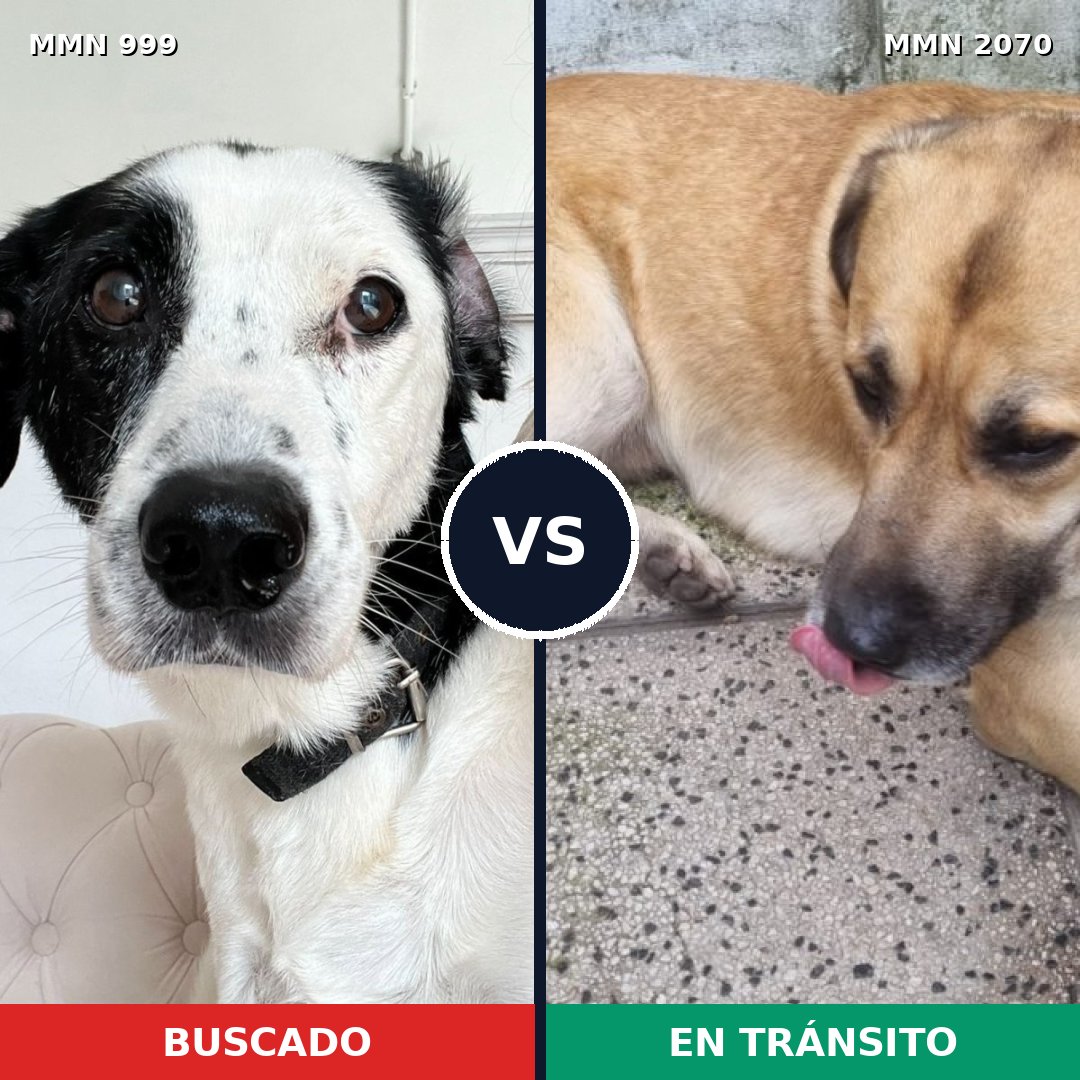 Comparativa MMS 54959: mascota perdida y mascota encontrada, 53% de similitud