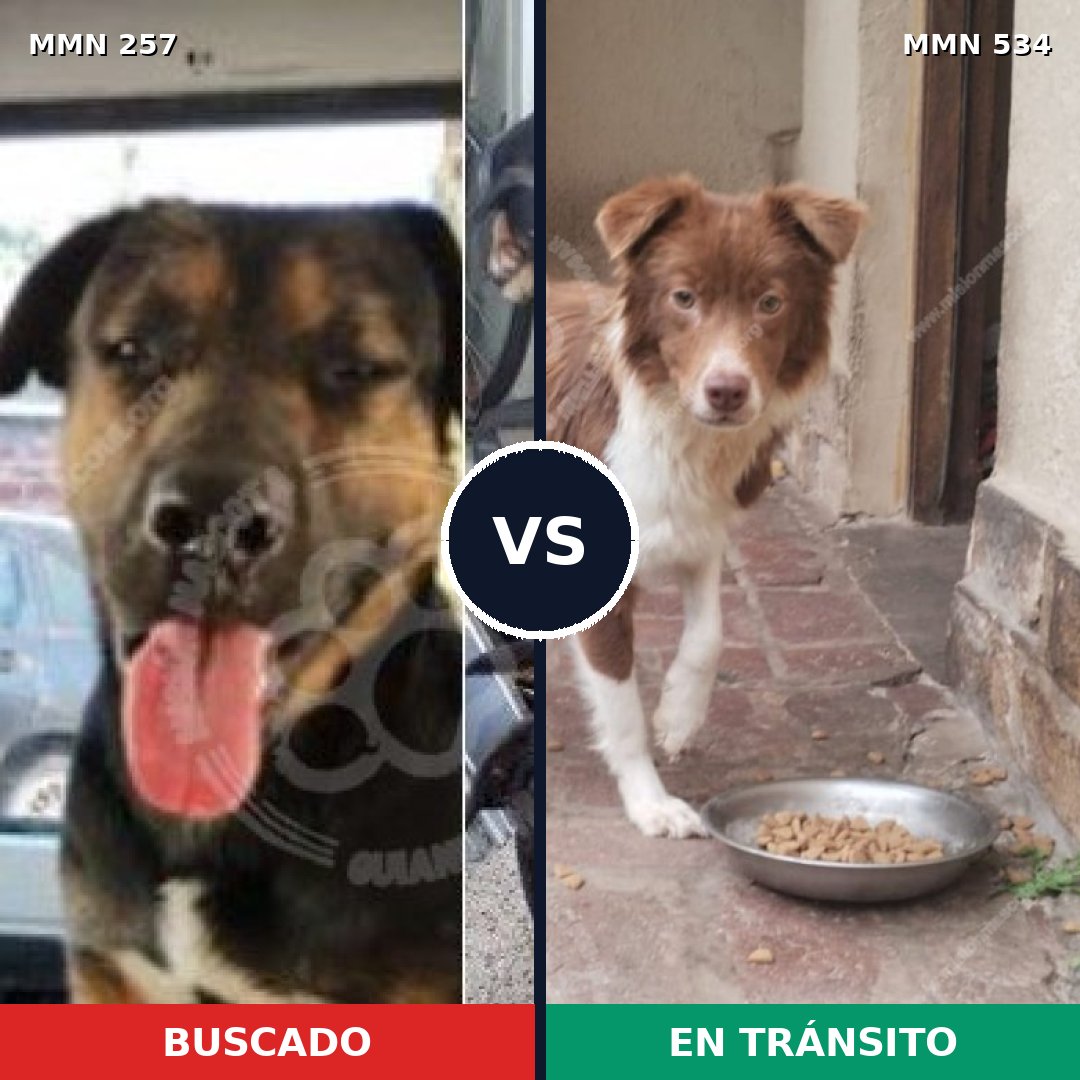 Comparativa MMS 5496: mascota perdida y mascota encontrada, 27% de similitud