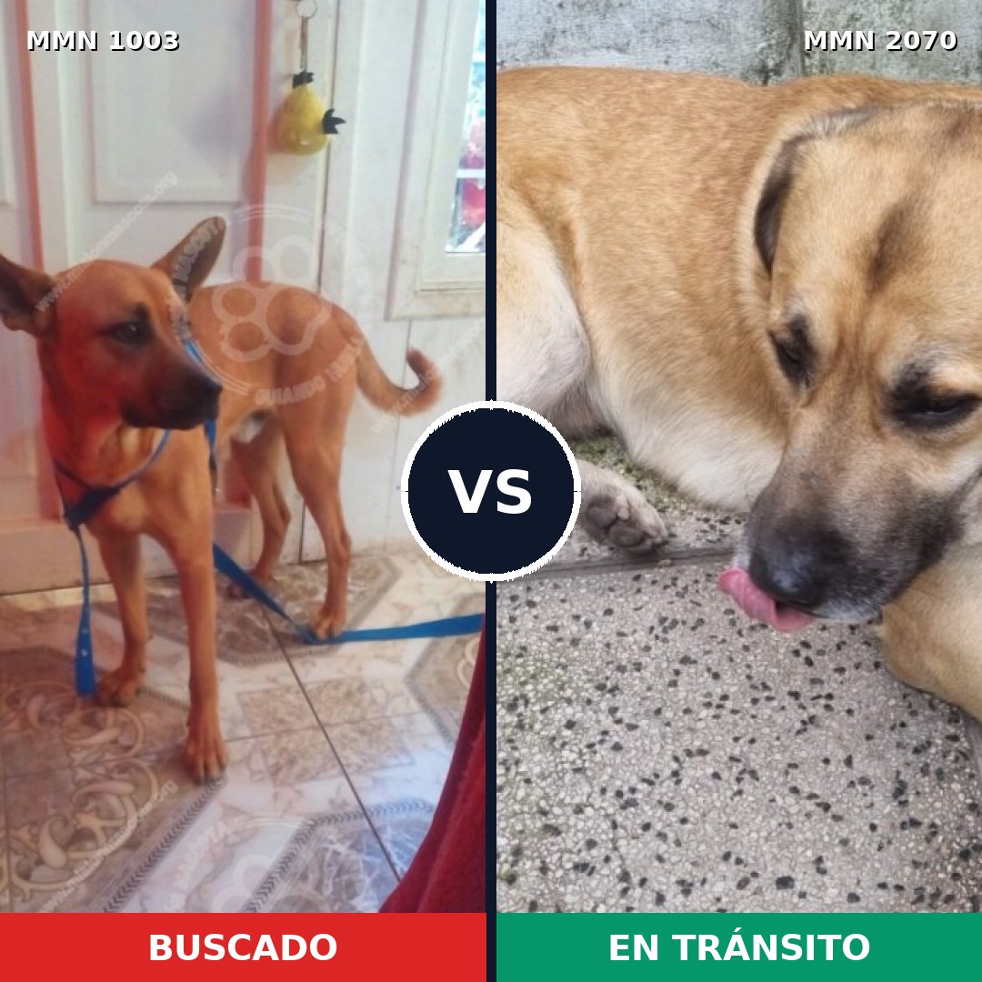 Comparativa MMS 54960: mascota perdida y mascota encontrada, 40% de similitud