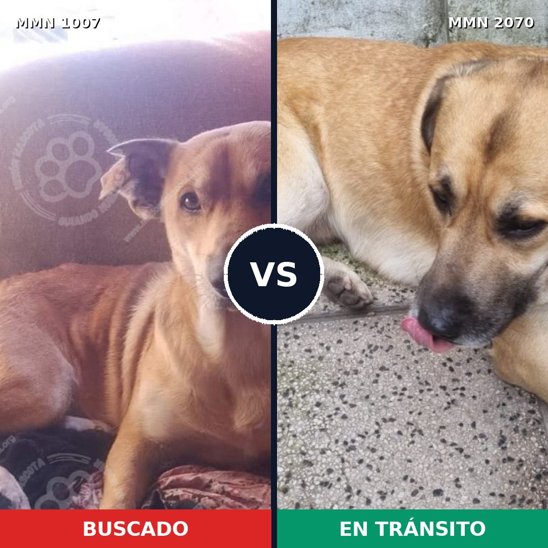Comparativa MMS 54962: mascota perdida y mascota encontrada, 86% de similitud