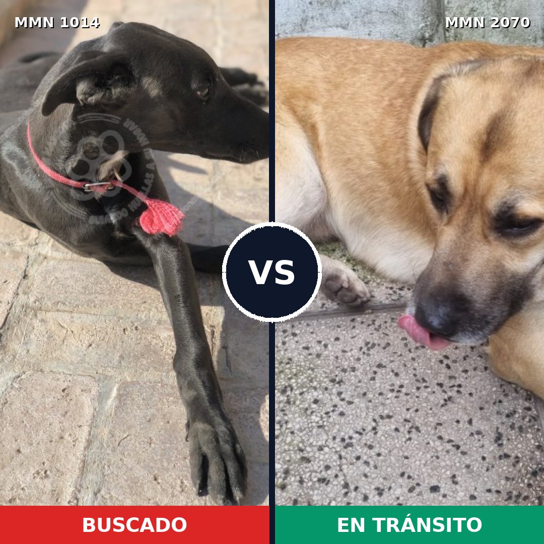 Comparativa MMS 54963: mascota perdida y mascota encontrada, 38% de similitud
