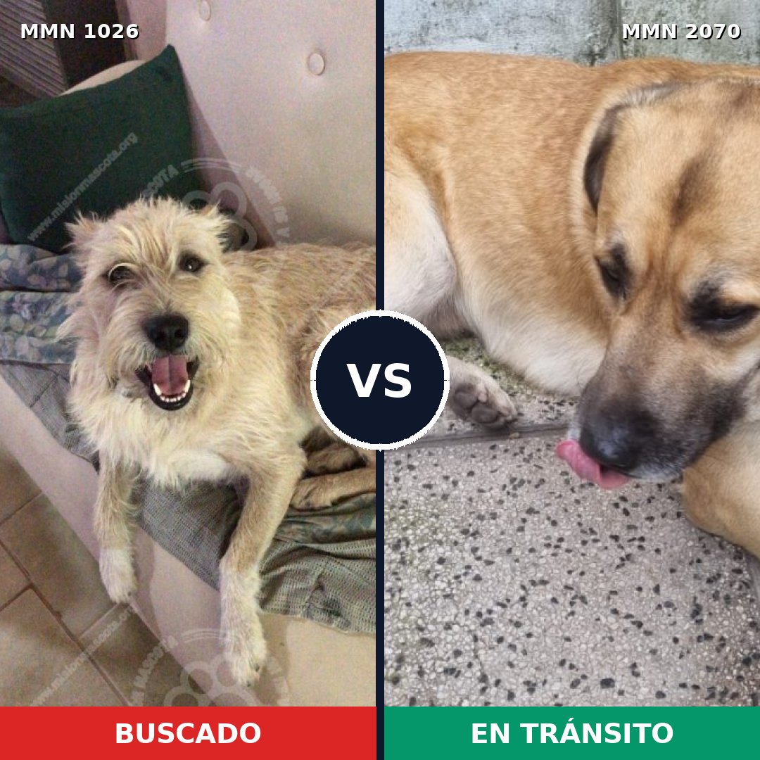 Comparativa MMS 54964: mascota perdida y mascota encontrada, 59% de similitud